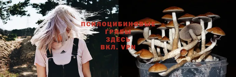 Галлюциногенные грибы MAGIC MUSHROOMS  Гусь-Хрустальный 